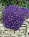 Aubrieta x cultorum 'Cascade Blue' 9x9 cm Topf – Winterhart, Mehrjährig, Pflegeleicht – Blaukissen – Bodendecker für Steingarten & Beetkante