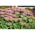Sedum Spectabile Rosenteller Fetthenne Ca. 11x11 cm Topf