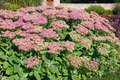 Pflanzen für Dich Staude Sedum spectabile Rosenteller, 1 St., Prächtige Fetthenne, Fetthenne
