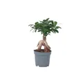 Plant in a Box - Ficus Ginseng - Bonsai Baum - Zimmerpflanzen - Topf 12cm - Höhe 30-40cm