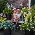 Hosta Funkie Pflanze Winterhart- Premium - 10 Stück - Mehrfarbig
