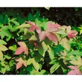 Liquidambar Formosana Ellen Amberbaum 100–125 cm Auffälliges Laub