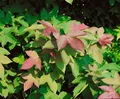 Liquidambar formosana 'Ellen', Amberbaum, 100–125 cm, auffälliges Laub