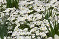 Anemone blanda 'White Splendour' 9x9 cm Topf – Winterhart, Mehrjährig, Pflegeleicht – Balkan-Windröschen – Bodendecker für Steingarten & Beet