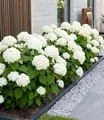 BALDUR Garten 1x Schneeball-Hortensie Annabelle; Pflanze im 9x9 cm-Topf, Gartenhortensie winterhart Hydrangea arborescens, pflegeleicht, blühend, großblumige Freiland-Hortensie
