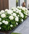 BALDUR Garten Zierstrauch Schneeball-Hortensie 'Annabelle', 1 St., Hydrangea, reichblühend, winterhart, mehrjährig, pflegeleicht