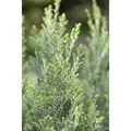 Chamaecyparis Lawsoniana Ellwoodii Blaue Säulenzypresse 15–20 cm