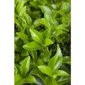 Euonymus Fortunei Radicans Kriechspindel Immergrün Ca. 9x9 cm Topf