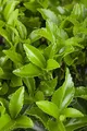 Euonymus fortunei 'Radicans' 9x9 cm Topf – Immergrün, Winterhart, Pflegeleicht – Kriechspindel – Bodendecker für Garten & Beet