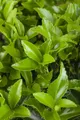 Pflanzen für Dich Bodendecker Euonymus fort. radicans, 1 St., Kriechspindel, Kriechender Spindelstrauch, immergrün, bodendecker