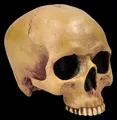 Figuren Shop GmbH Dekofigur Anatomischer Totenkopf – Schädel Figur ohne Unterkiefer 12 cm Dekokopf