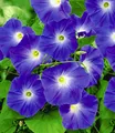 BALDUR Garten Zierstrauch Trichterwinde 'Blue Hardy', 1 St., Pracht-winden, winterhart, mehrjährig, reichblühend