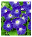 Trichterwinde 'Blue Hardy', 1 Pflanze Ipomoea indica Kletterpflanze Prunkwinde