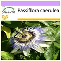 SAFLAX - Blaue Passionsblume - 25 Samen - Passiflora caerulea