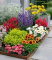 BALDUR Garten 9er Set Bunter Staudengarten, Pflanzen im 7x7 cm-Topf, Staudenbeet, rote Astilbe, weißes Schleierkraut, Kokardenblume, Glockenblume, rosa Federnelke, Frauenmantel, roter Bartfaden, etc.