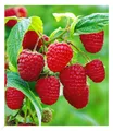 Himbeeren TwoTimer® Sugana® , 1 Pflanze, Rubus idaeus