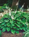Pflanzen für Dich Staude Hosta plantaginea Honeybells, 1 St., Duftende Funkie, Duft-Funkie