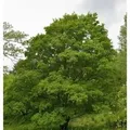 Feldahorn 100-125cm - Acer campestre