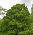 Feldahorn 100-125cm - Acer campestre