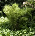Gartenbambus Jumbo 100-125cm - Fargesia murielae