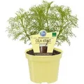 Exotenherz Cola-Kraut in Bio-Qualität Artemisia Abrotanum Var Maritima Kräuterpflanze im 12cm Topf