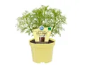 Exotenherz Gewürzkraut Cola-Kraut Artemisia abrotanum var. maritima Kräuterpflanze 12cm Topf