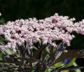Dehner Holunder Black Tower, Sambucus nigra, Selbstbefruchter-Sorte, schwarz-rotes Laub, 60-80 cm exkl. Pflanztopf, 5 l Topf, Ziergehölz