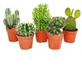 5 verschiedene mittelgroße Kakteen im Set, 8,5cm Topf, ca. 12-18cm hoch