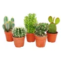 Exotenherz Kaktus 5 verschiedene mittelgroße Kakteen im Set, 8,5cm Topf ca. 12-18cm hoch