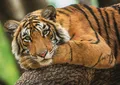 TREFL Tiger Portrait Puzzle 500 Teile