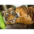 Trefl GmbH Puzzle Tiger Porträt, Puzzleteile
