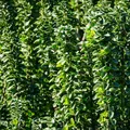 GreenboutiQ - Heckenpflanzen - Euonymus japonica Green Spire - Blatt grün - 6 Pflanzen - 1 laufender Meter - immergrün - Topf 17cm Höhe 40cm