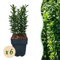 Heckenpflanzen Euonymus japonica Green Spire ⌀17cm ↕40cm