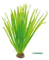 Vallisneria spiralis - pflegeleichte Aquarienpflanze Hintergrund Dennerle 753