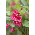 Weigela Red Prince Weigelie 60-100 cm