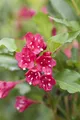Pflanzen für Dich Gehölze Weigela 'Red Prince', 1 St., Weigelie, Glockenstrauch