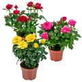 Bloomique - 3er-Mix - Topfrosen - Rot, Gelb, Rosa - Zimmerpflanzen - Gartenpflan