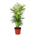 Exotenherz Chamaedorea Elegans Bergpalme 3 Pflanzen 12cm Topf