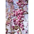 Prunus Serrulata Kiku-Shidare-Zakura Hängende Kirsche Rosa 125 cm Stammhöhe