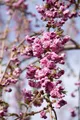 Pflanzen für Dich Gehölze Prunus serrulata Kiku-shidare-zakura, 1 St., Hängende Nelkenkirsche, Japanische Blütenkirsche