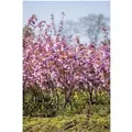 Prunus Serrulata Kanzan Japanische Blütenkirsche Rosa 150–200 cm
