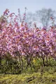 Prunus serrulata 'Kanzan', Japanische Blütenkirsche, rosa, 150–200 cm