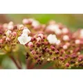 Viburnum Tinus Purpurea Lorbeer-Schneeball Immergrün 50–60 cm