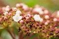 Pflanzen für Dich Gehölze Viburnum tinus Purpurea, 1 St., Lorbeer-Schneeball, Immergrüner Schneeball