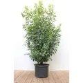 Prunus,usitanica 'Angustifolia' 125-150 cm