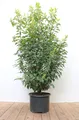 Prunus lusitanica 'Angustifolia', Portugiesischer Lorbeer, 125–150 cm