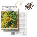 Schwarzäugige Susanne (Thunbergia alata) - Tolle Kletterpflanze für den Garten