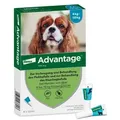 Advantage Spot-On für Hunde von 4 bis 10 kg Körpergewicht