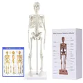 Menschliches Skelett Modell für Anatomie, 45 cm großes kleines menschliches Skelettmodell mit beweglichen Armen und Beinen, wissenschaftliches Modell für Studium