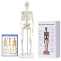 Menschliches Skelettmodell 45 cm mini Anatomie Modell mit beweglichen Glieder...